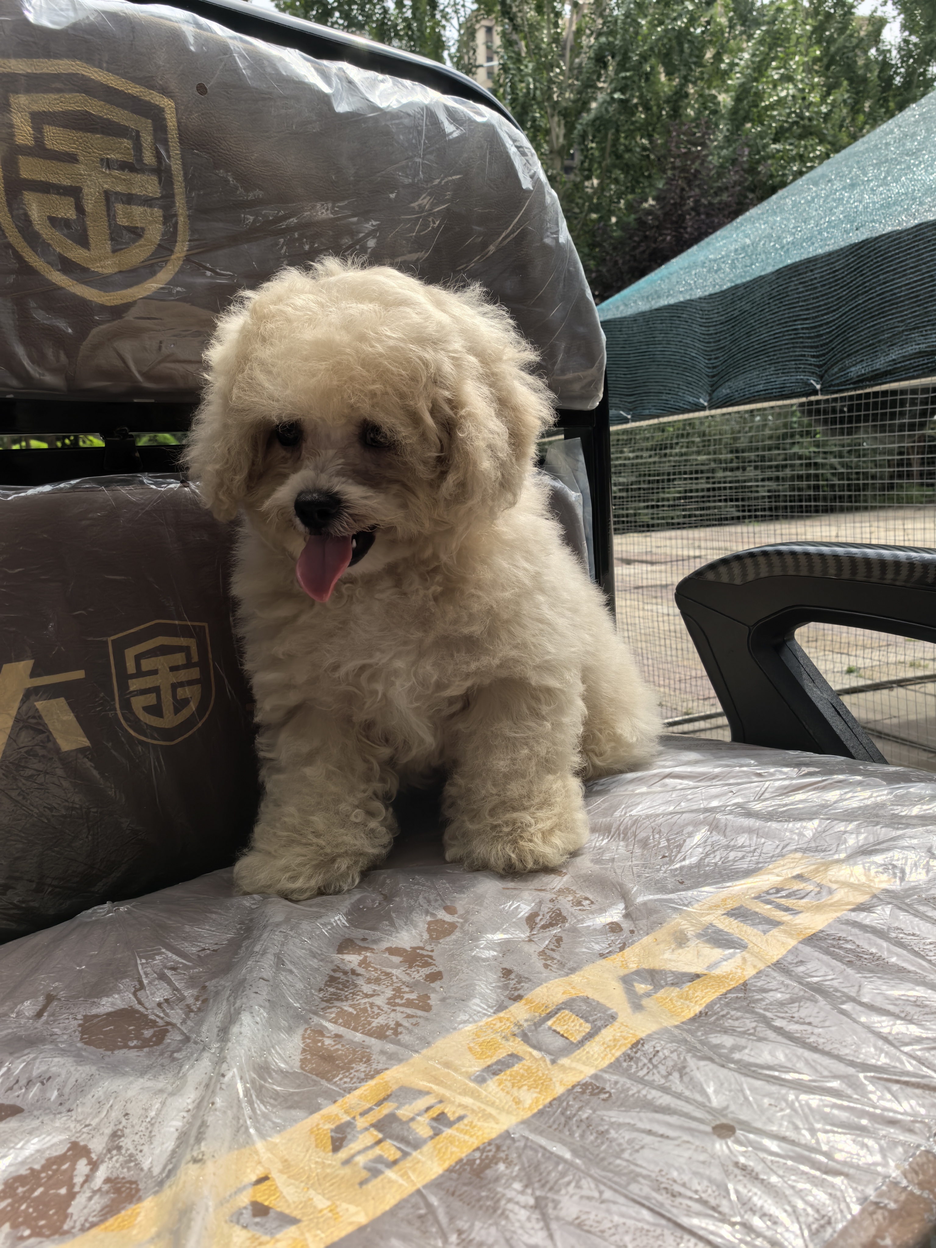 出售泰迪熊，奶油色，微兜